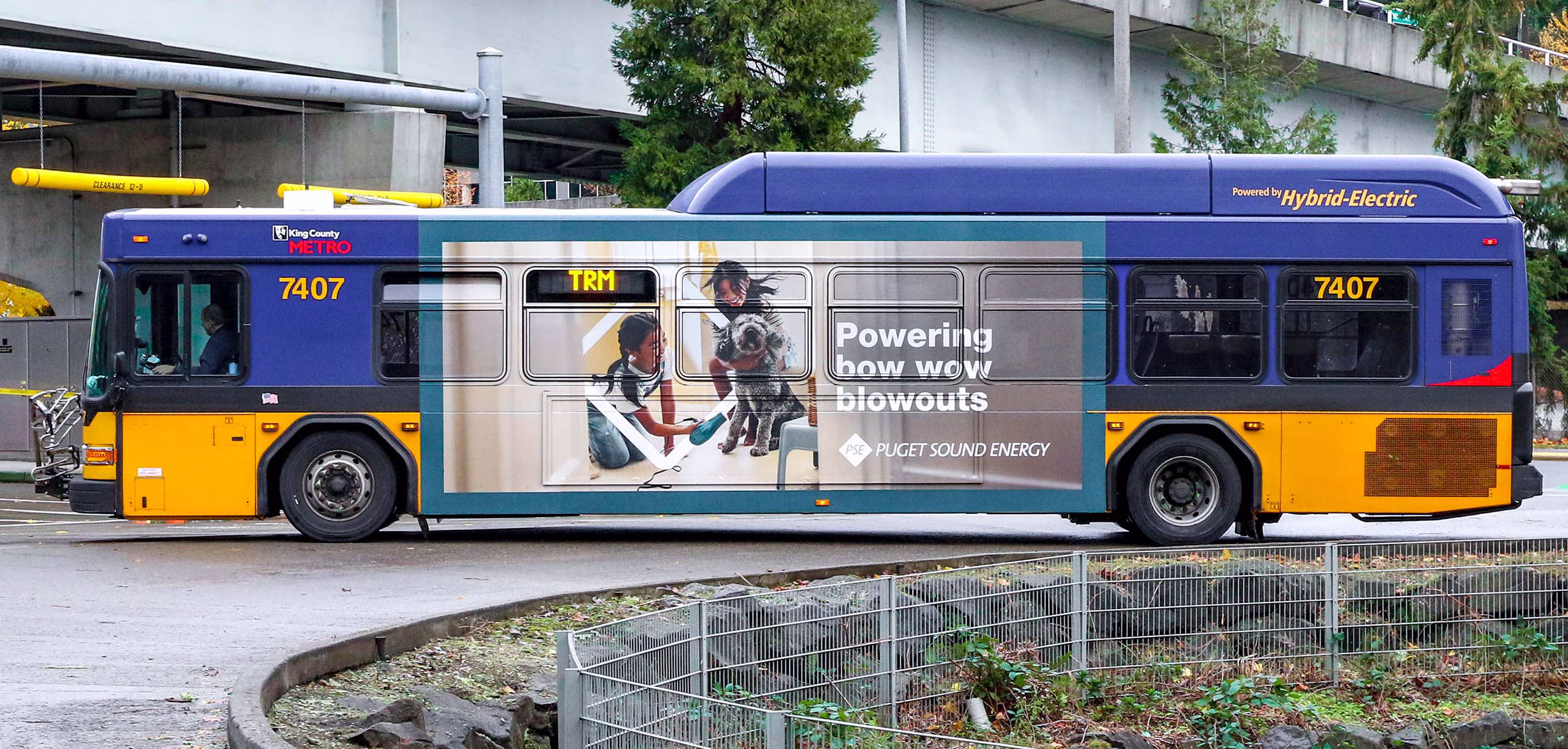 City bus with PSE ad of two girls blow drying a dog in a bathroom. Headline: Powering bow wow blowouts